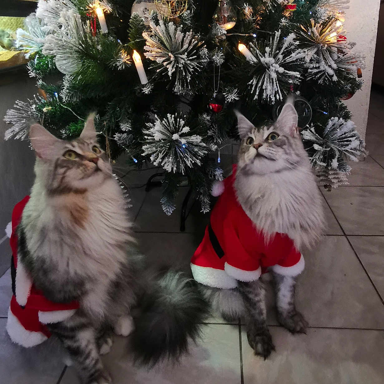 Penny Et Prissy a rejoint le concours — aidez-le/la à gagner de superbes lots ! cat, cats, christmas_tree, holiday, festive, santa_costume, decorations, lights, snow_frosted, indoor, pets, fluffy, tile_floor, cute, animal, christmas, tree, celebration, two_cats, feline