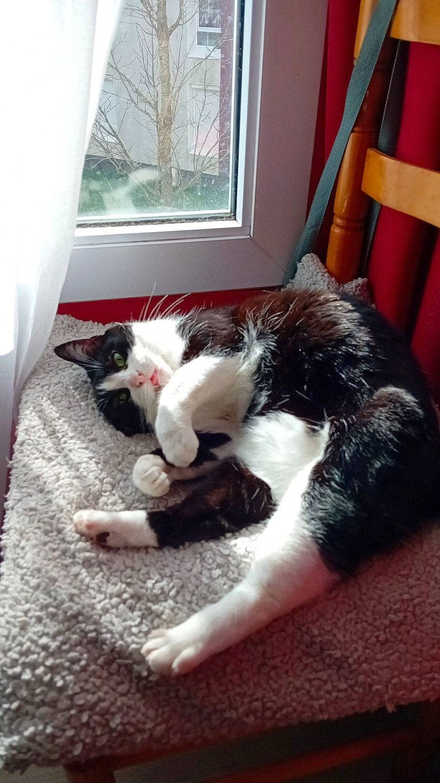 Mimouche a rejoint le concours — aidez-le/la à gagner de superbes lots ! carnivore, cat, comfort, companion_dog, couch, curtain, dog_breed, domestic_short_haired_cat, felidae, flooring, fur, hardwood, living_room, small_to_medium_sized_cats, snout, tail, tree, whiskers, window, wood