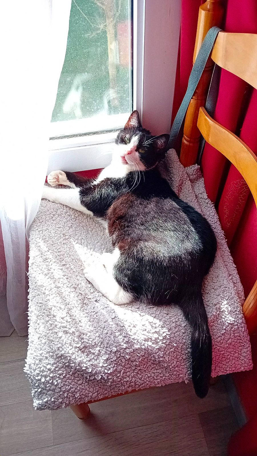 Mimouche a rejoint le concours — aidez-le/la à gagner de superbes lots ! black_cat, carnivore, cat, chair, comfort, companion_dog, couch, curtain, domestic_short_haired_cat, felidae, fur, grey, human_leg, lap, linens, living_room, small_to_medium_sized_cats, tail, whiskers, window