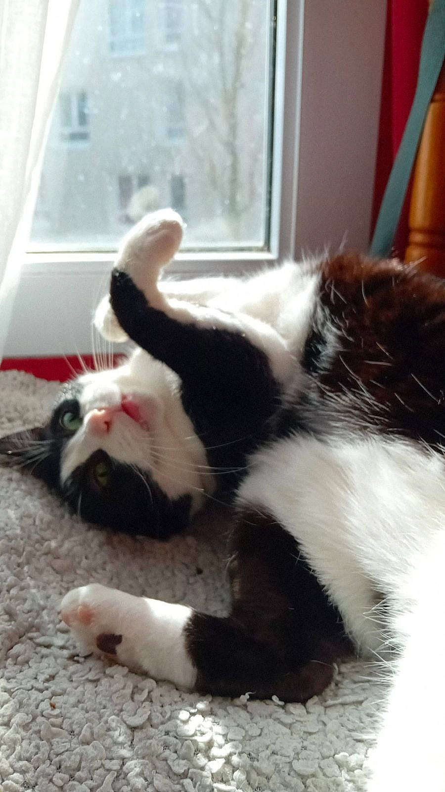 Mimouche a rejoint le concours — aidez-le/la à gagner de superbes lots ! carnivore, cat, claw, comfort, dog_breed, domestic_short_haired_cat, felidae, foot, fur, natural_material, paw, small_to_medium_sized_cats, snout, sporting_group, tail, terrestrial_animal, whiskers, window