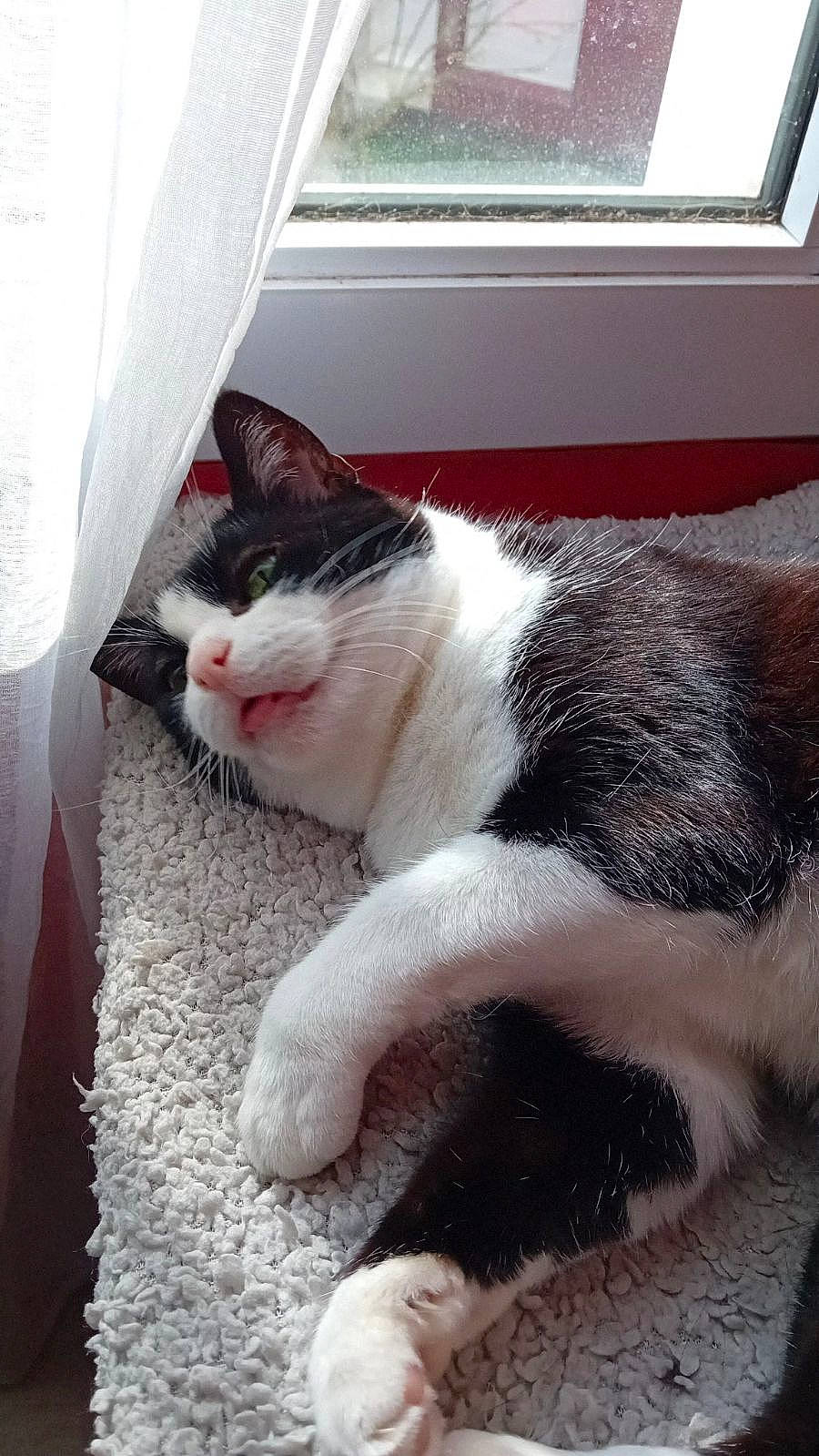 Mimouche participe au concours pour gagner de l'argent avec cette photo : automotive_tire, carnivore, cat, claw, comfort, curtain, domestic_short_haired_cat, felidae, flooring, foot, fur, human_leg, paw, sitting, small_to_medium_sized_cats, snout, tail, whiskers, window