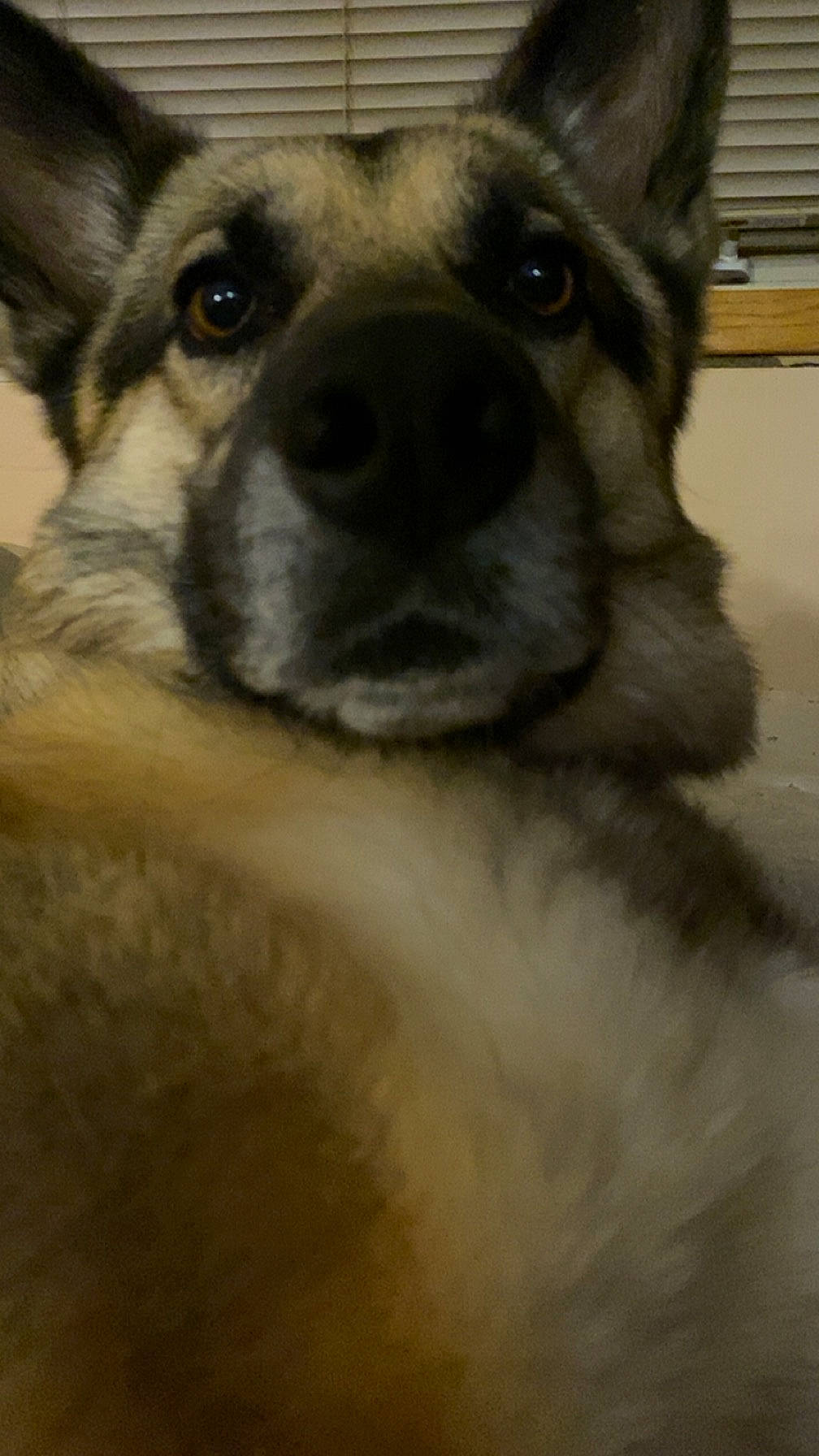 Neko joined the competition — help win amazing prizes! ancient_dog_breeds, canidae, carnivore, companion_dog, dog, dog_breed, ear, fawn, fur, grey, mammal, paw, snout, sporting_group, terrestrial_animal, toy_dog, whiskers, wildlife, working_animal, working_dog