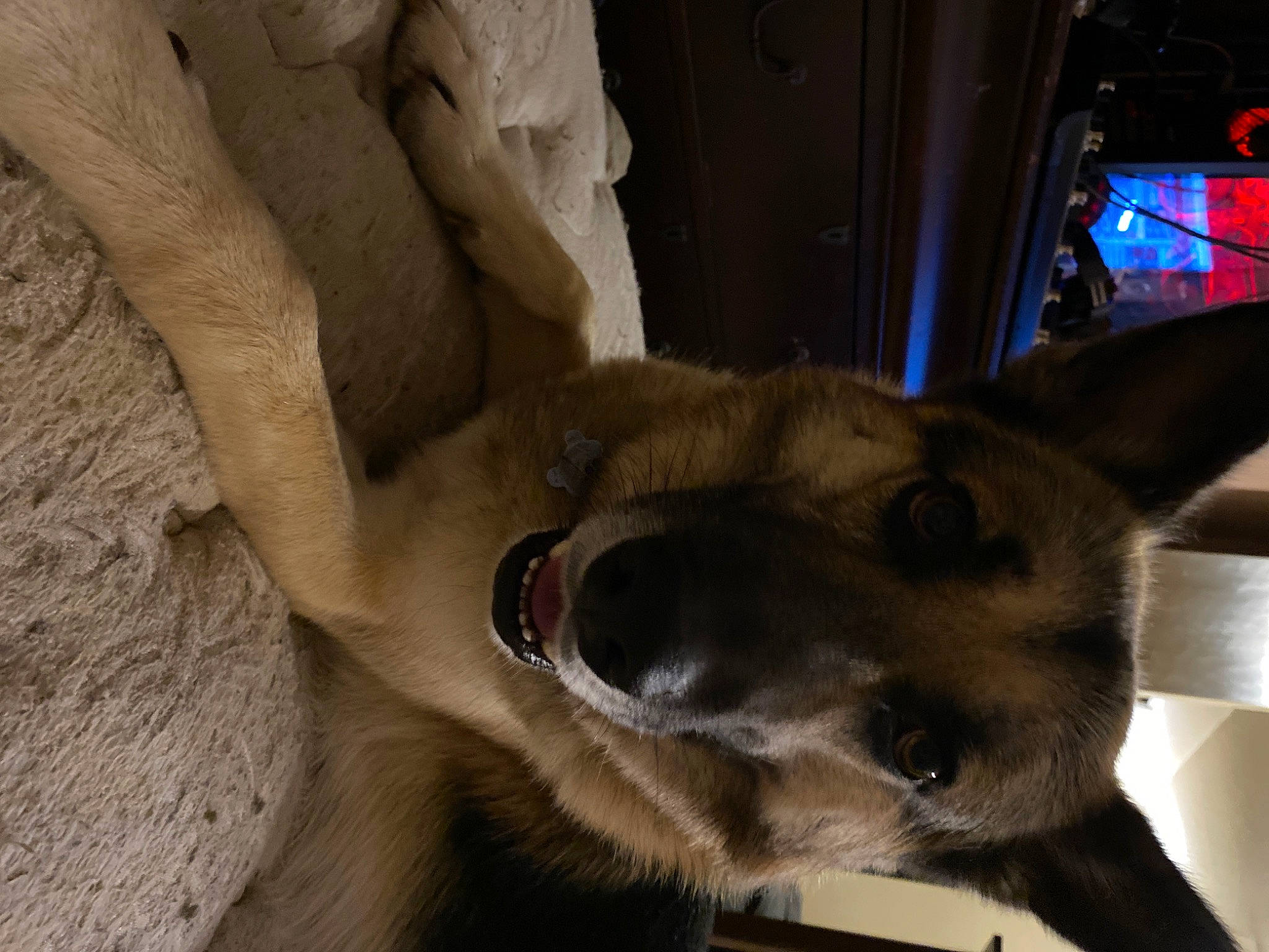 Neko joined the competition — help win amazing prizes! canidae, canis, carnivore, companion_dog, dog, dog_breed, ear, east_european_shepherd, fawn, fur, german_shepherd_dog, non_sporting_group, plant, snout, sporting_group, terrestrial_animal, whiskers, window, working_animal, working_dog