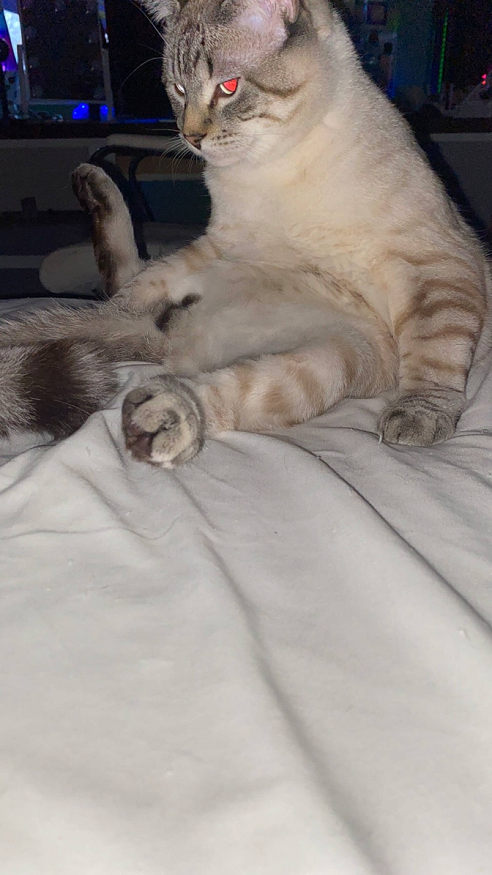 Milo joined the competition — help win amazing prizes! bed, carnivore, cat, claw, comfort, computer_keyboard, domestic_short_haired_cat, fawn, felidae, fur, gesture, linens, paw, sitting, small_to_medium_sized_cats, snout, tail, whiskers