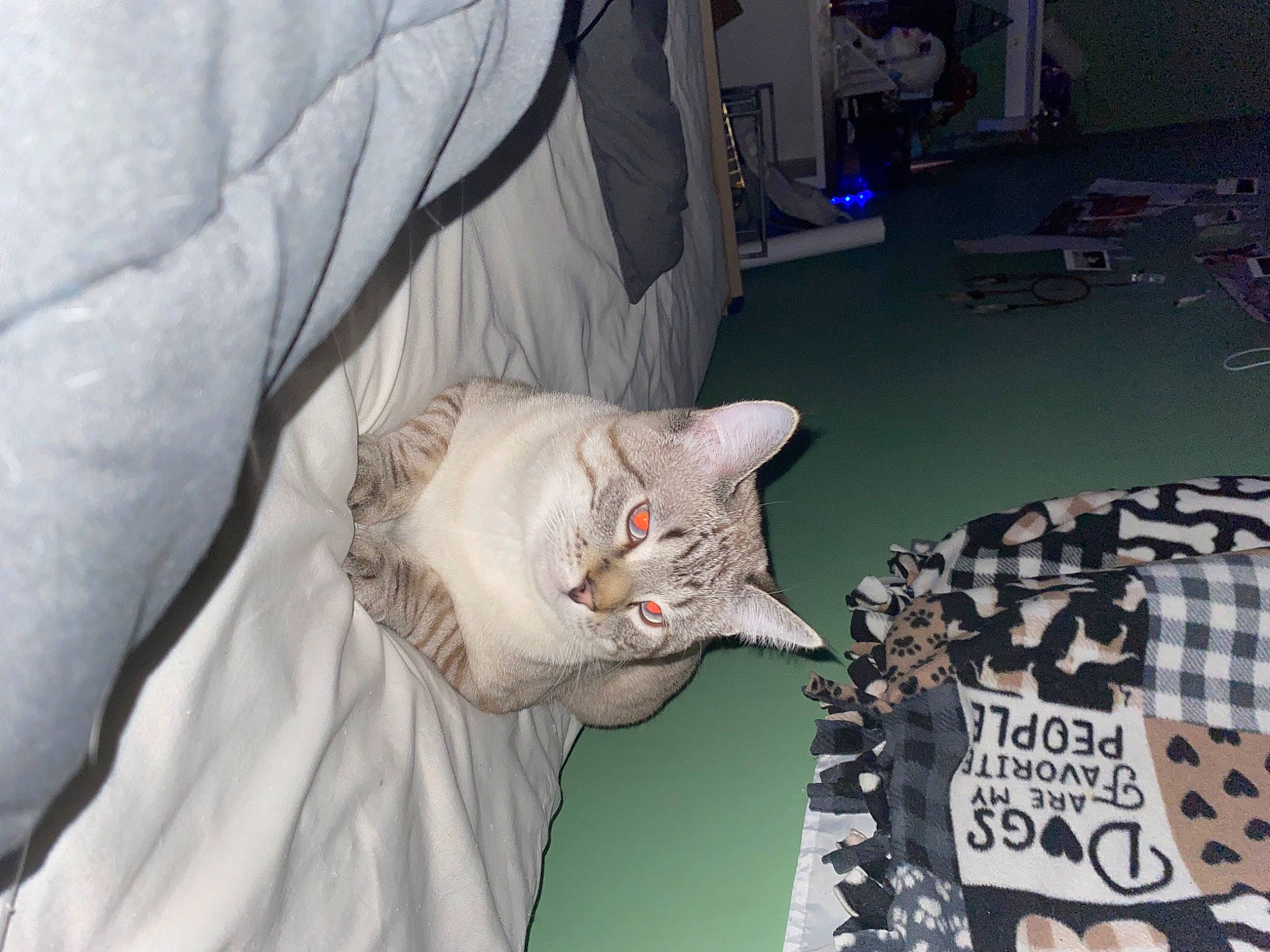 Milo is registered to the contest to win money with this photo: bed, bed_sheet, bedding, blanket, carnivore, cat, comfort, domestic_short_haired_cat, fawn, felidae, fur, linens, pattern, paw, room, small_to_medium_sized_cats, whiskers