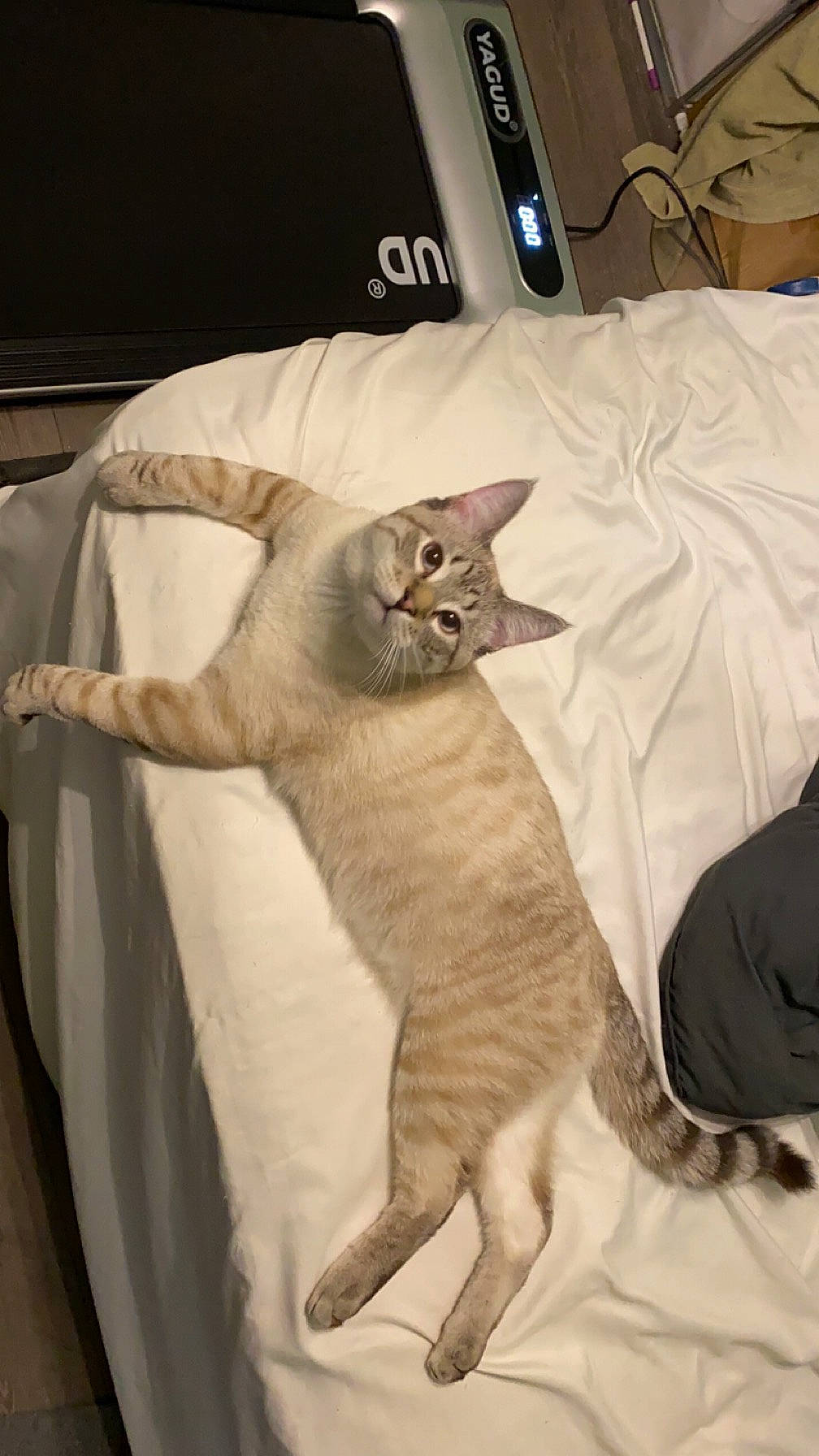 Milo is registered to the contest to win money with this photo: bed, bed_sheet, bedding, carnivore, cat, comfort, domestic_short_haired_cat, duvet, fawn, felidae, fur, home_appliance, linens, nap, paw, room, small_to_medium_sized_cats, tail, textile, whiskers