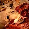 Bianca a rejoint le concours — aidez-le/la à gagner de superbes lots ! cat, sleeping, nap, feline, fur, spotted_fur, white_cat, black_markings, pink_nose, closed_eyes, couch, blanket, plush_blanket, cozy, indoors, living_room, warm_lighting, relaxed, pet, plush_toy