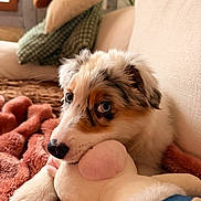 Bianca participe au concours pour gagner de l'argent avec cette photo : puppy, dog, pet, fluffy, white_fur, brown_fur, blue_eyes, cuddling, plush_toy, stuffed_animal, couch, blanket, cozy, indoors, home, portrait, close_up, adorable, relaxed, soft_lighting