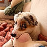 puppy, dog, pet, fluffy, white_fur, brown_fur, blue_eyes, cuddling, plush_toy, stuffed_animal, couch, blanket, cozy, indoors, home, portrait, close_up, adorable, relaxed, soft_lighting
