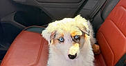 Bianca a rejoint le concours — aidez-le/la à gagner de superbes lots ! puppy, dog, canine, fluffy, blue_eyes, white_fur, brown_patches, sitting, car, car_interior, car_seat, red_leather, black_trim, portrait, closeup, pet, animal, cute, road_trip, natural_light