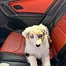 puppy, dog, canine, fluffy, blue_eyes, white_fur, brown_patches, sitting, car, car_interior, car_seat, red_leather, black_trim, portrait, closeup, pet, animal, cute, road_trip, natural_light
