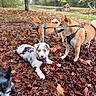 Bianca a rejoint le concours — aidez-le/la à gagner de superbes lots ! dogs, puppies, shiba_inu, blue_eyes, autumn, fallen_leaves, park, outdoors, forest, lake, leashes, harnesses, standing, lying_down, playing, pet, canine, group, nature, animal_photography