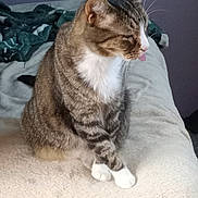 Paws joined the competition — help win amazing prizes! cat, tabby_cat, pet, animal, indoor, tongue_out, feline, striped_fur, white_paws, white_chest, bed, blanket, resting, cute, fur, whiskers, ears, sitting, domestic_animal, relaxed