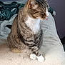 cat, tabby_cat, pet, animal, indoor, tongue_out, feline, striped_fur, white_paws, white_chest, bed, blanket, resting, cute, fur, whiskers, ears, sitting, domestic_animal, relaxed