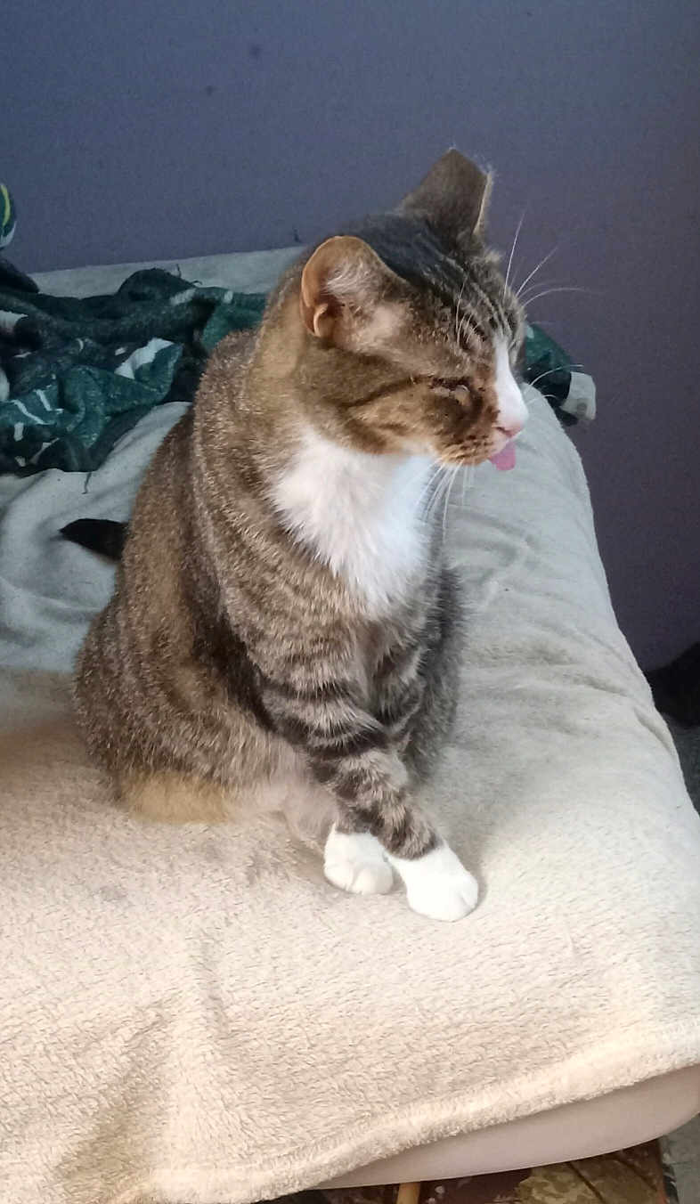 Paws