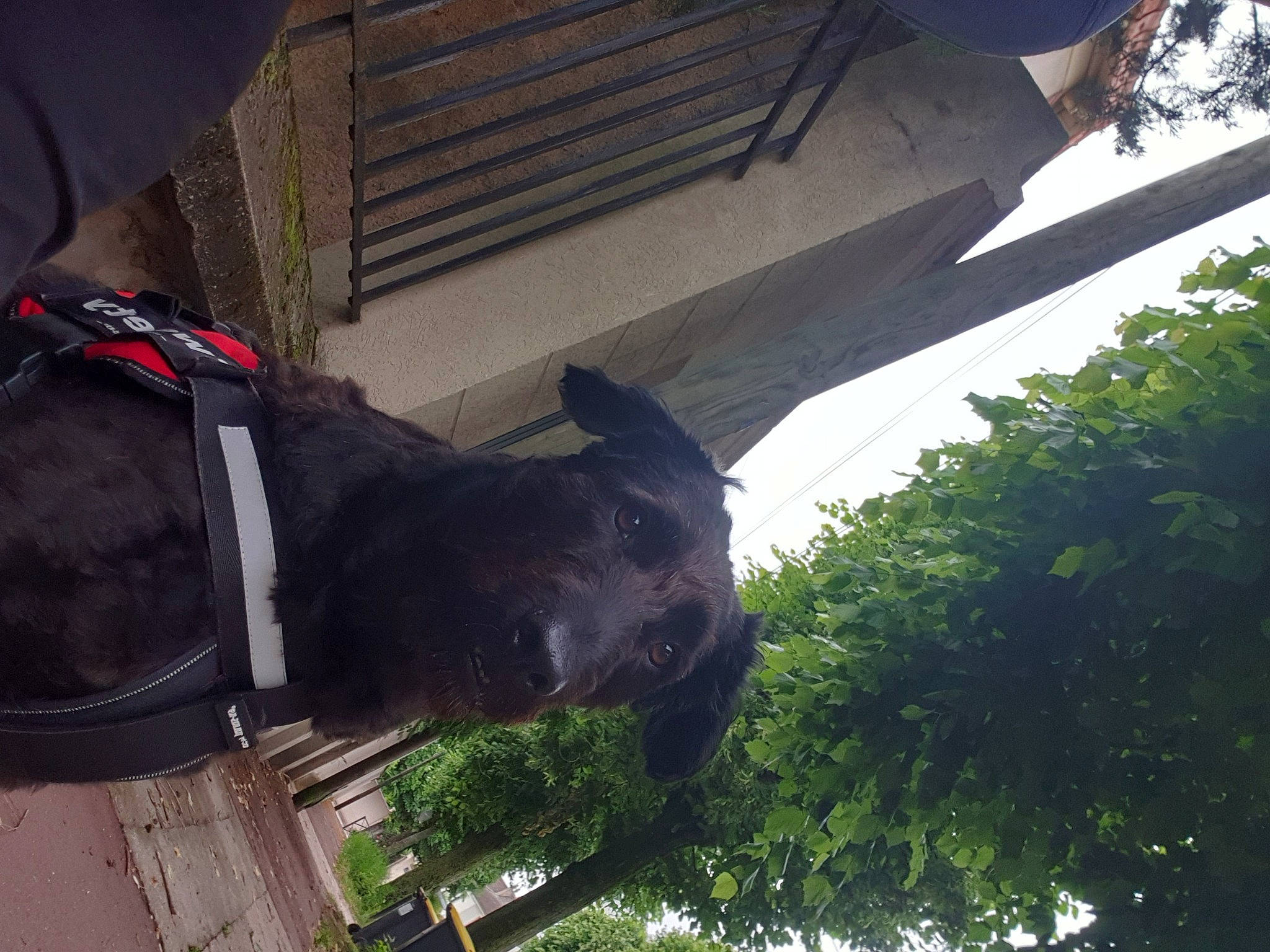 Sweety participe au concours pour gagner de l'argent avec cette photo : canidae, carnivore, collar, dog, dog_breed, dog_collar, fashion_accessory, fawn, hat, light, personal_protective_equipment, pet_supply, plant, sculpture, snout, sporting_group, tail, tints_and_shades, tree, working_animal