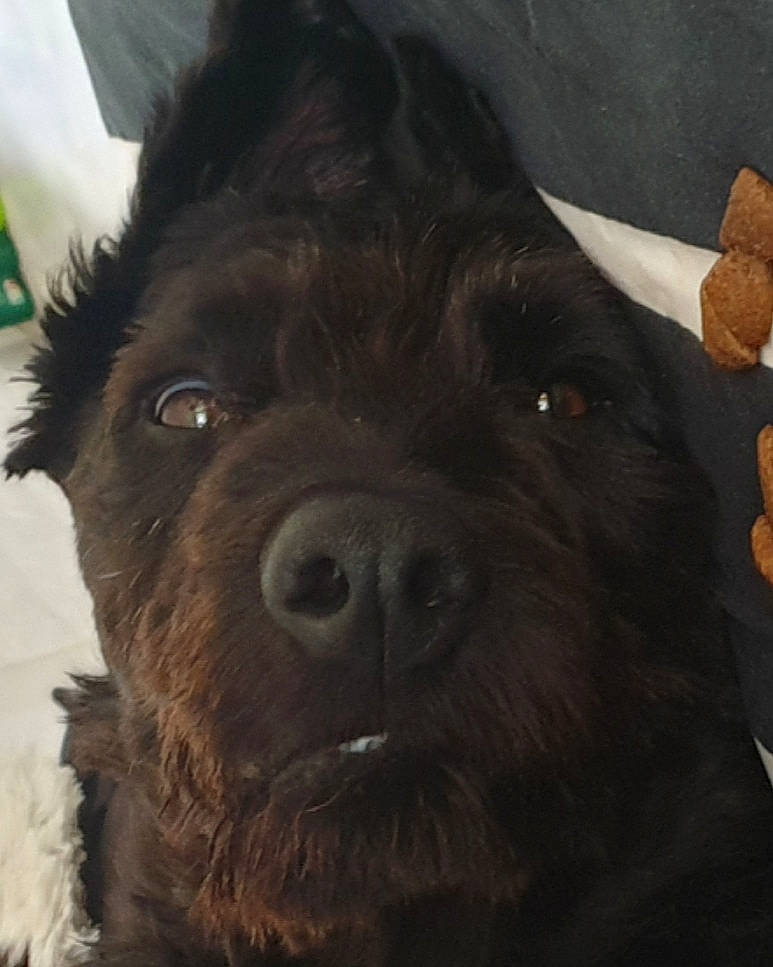 Sweety a rejoint le concours — aidez-le/la à gagner de superbes lots ! ancient_dog_breeds, canidae, carnivore, companion_dog, dog, dog_breed, dog_collar, fur, giant_dog_breed, liver, non_sporting_group, puppy, small_terrier, snout, sporting_group, terrestrial_animal, terrier, whiskers, working_animal, working_dog