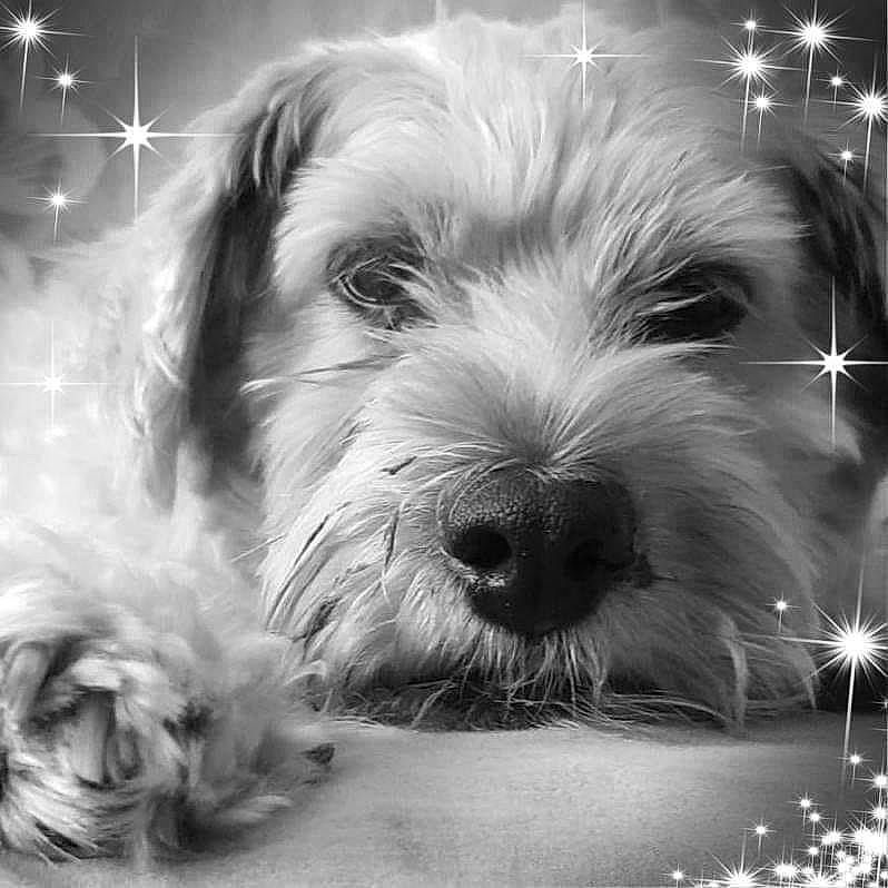 Swag participe au concours pour gagner de l'argent avec cette photo : biewer_terrier, black_and_white, canidae, carnivore, companion_dog, dog, dog_breed, fur, monochrome, monochrome_photography, photography, puppy, small_terrier, snout, terrier, tibetan_terrier, toy_dog, vertebrate, working_animal, working_dog