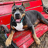Tot joined the competition — help win amazing prizes! animal, bench, canine, closeup, collar, daytime, dog, fur, happy, metal, nature, outdoor, park, paw, pet, playful, resting, smiling, tongue, wood