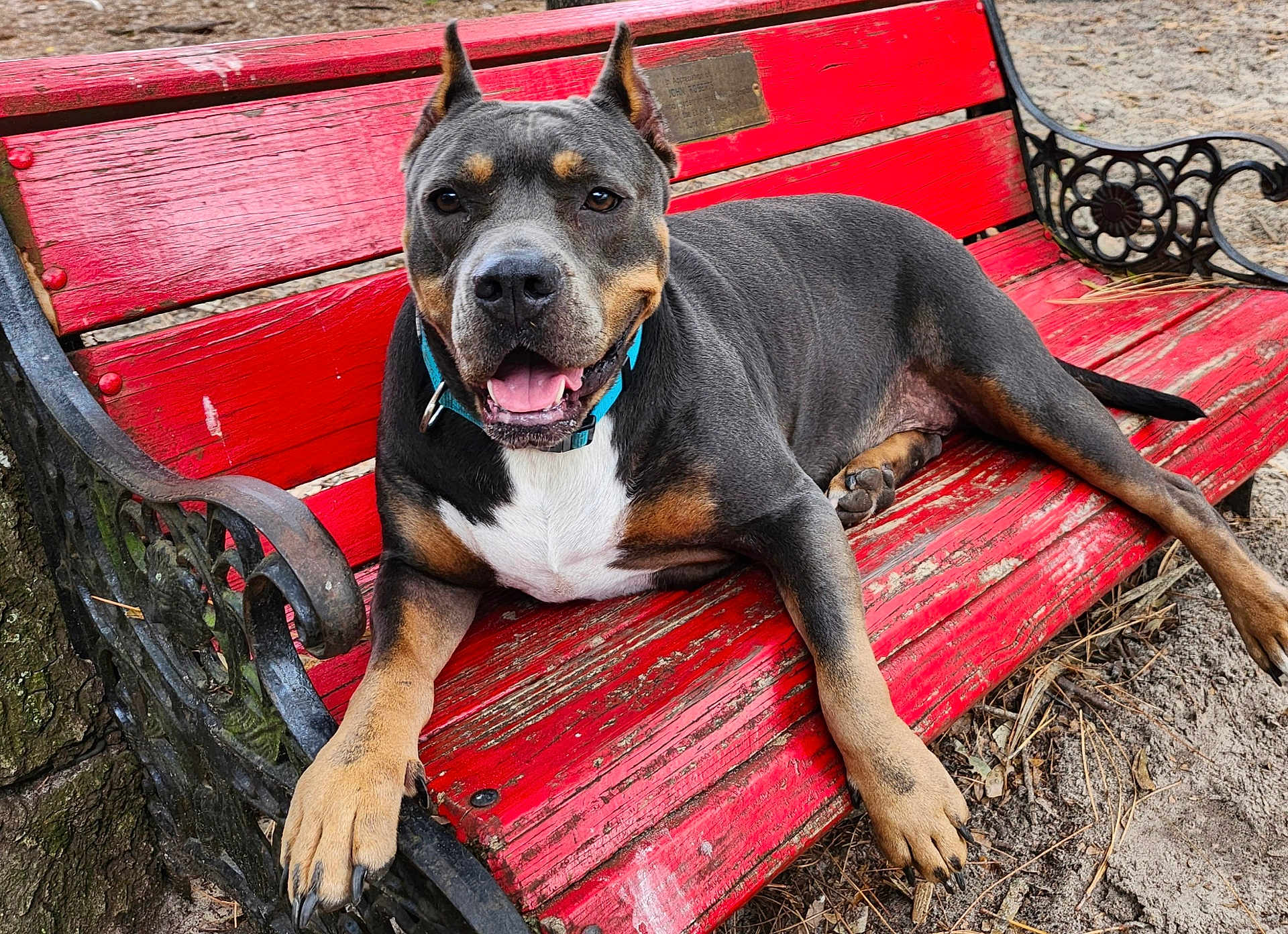 Tot joined the competition — help win amazing prizes! animal, bench, canine, closeup, collar, daytime, dog, fur, happy, metal, nature, outdoor, park, paw, pet, playful, resting, smiling, tongue, wood