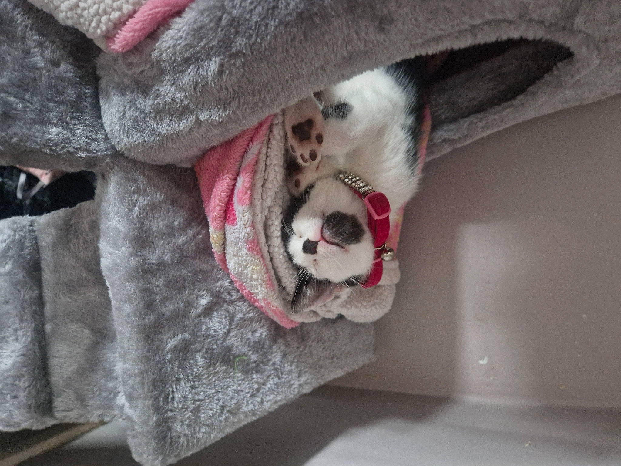 Badger is registered to the contest to win money with this photo: carmine, carnivore, collar, comfort, companion_dog, dog, dog_breed, fashion_accessory, fawn, felidae, fur, grey, leg, linens, paw, small_to_medium_sized_cats, snout, tail, whiskers, wool