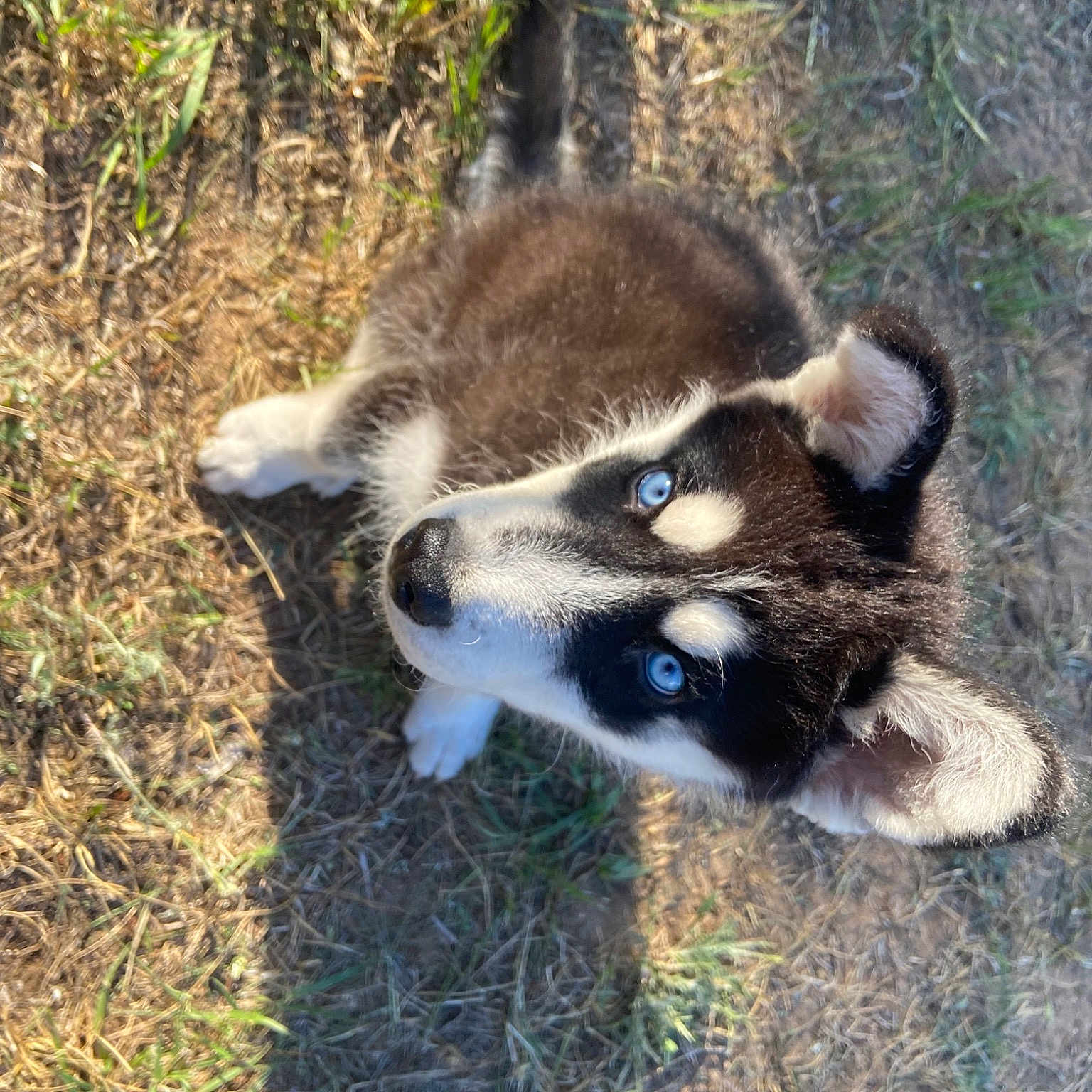 Loki joined the competition — help win amazing prizes! canidae, carnivore, dog_breed, fawn, fur, grass, jungle, natural_material, plant, procyon, procyonidae, snout, soil, tail, terrestrial_animal, wildlife, zoo