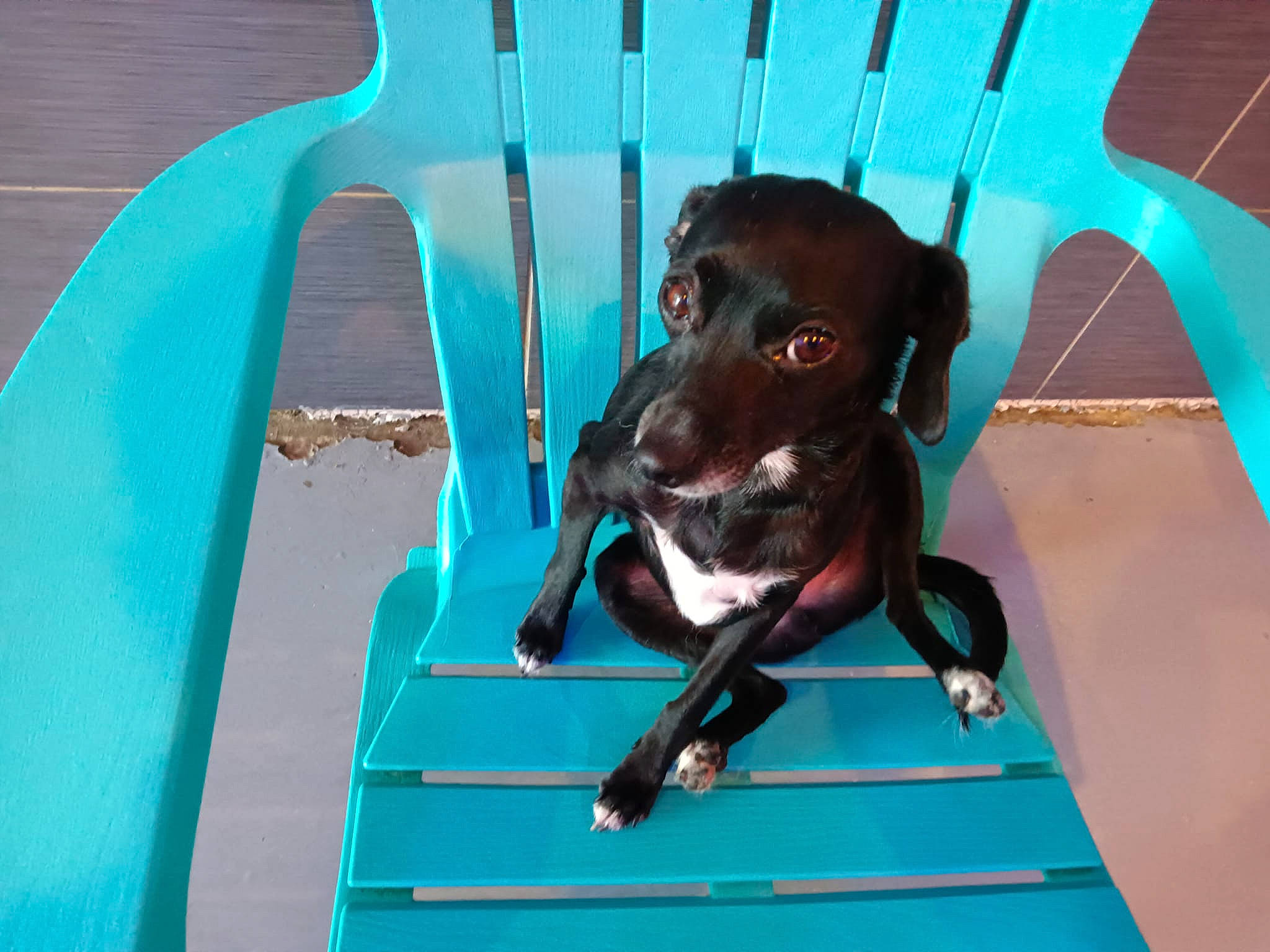 Lucky is registered to the contest to win money with this photo: blue, canidae, carnivore, collar, companion_dog, dog, dog_breed, dog_collar, electric_blue, fawn, fun, guard_dog, leisure, liver, personal_protective_equipment, pet_supply, recreation, toy_dog, vehicle_door, working_animal