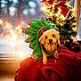 dog, christmas_tree, holiday, festive_outfit, decorations, red_bow, lights, ornaments, blanket, indoor, cute, small_dog, christmas, seasonal, holiday_spirit, warm_lighting, decor, pet, celebration, festive