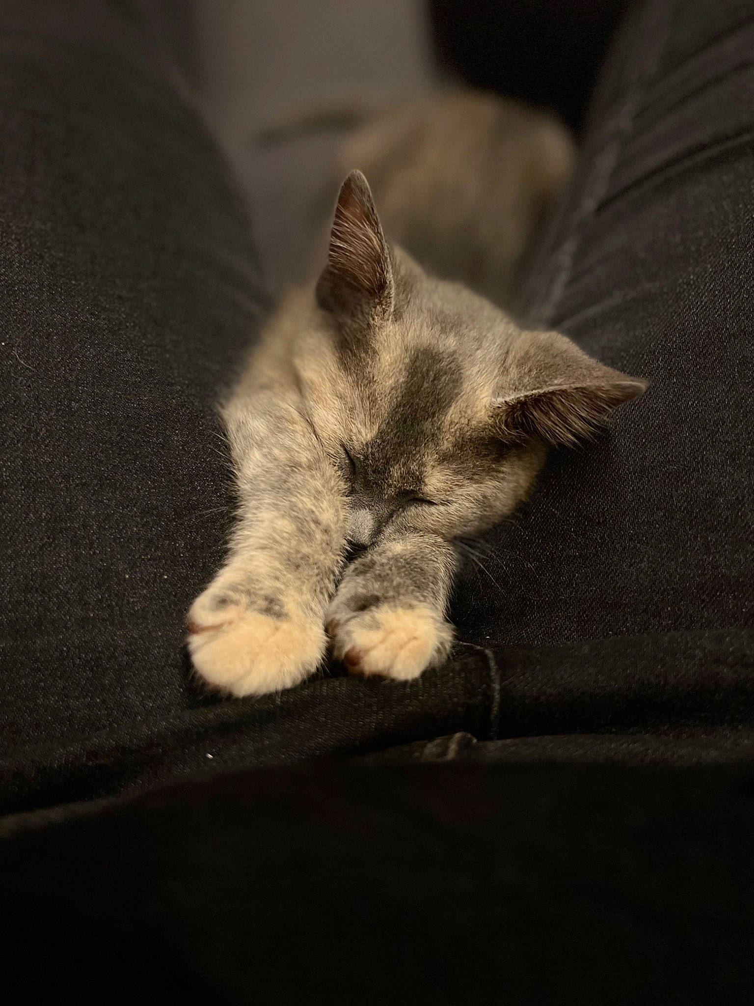 Casper is registered to the contest to win money with this photo: carnivore, cat, claw, comfort, darkness, domestic_short_haired_cat, ear, eye, felidae, fur, grey, linens, nap, paw, sleep, small_to_medium_sized_cats, snout, tail, terrestrial_animal, whiskers