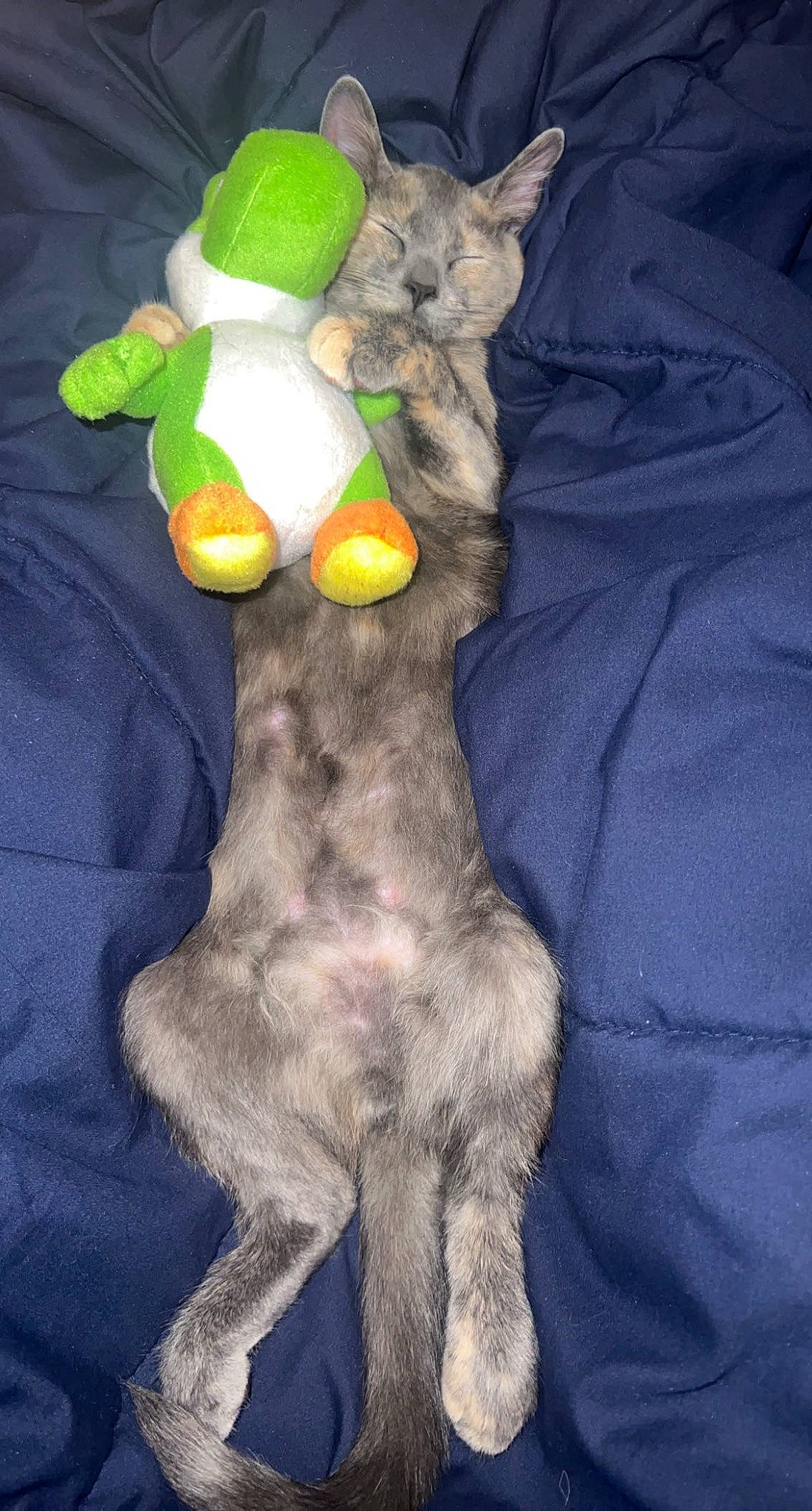 Casper joined the competition — help win amazing prizes! baby_toys, claw, comfort, companion_dog, dog_breed, electric_blue, fawn, felidae, foot, fur, human_leg, linens, nail, paw, plush, stuffed_toy, tail, textile, toy, whiskers