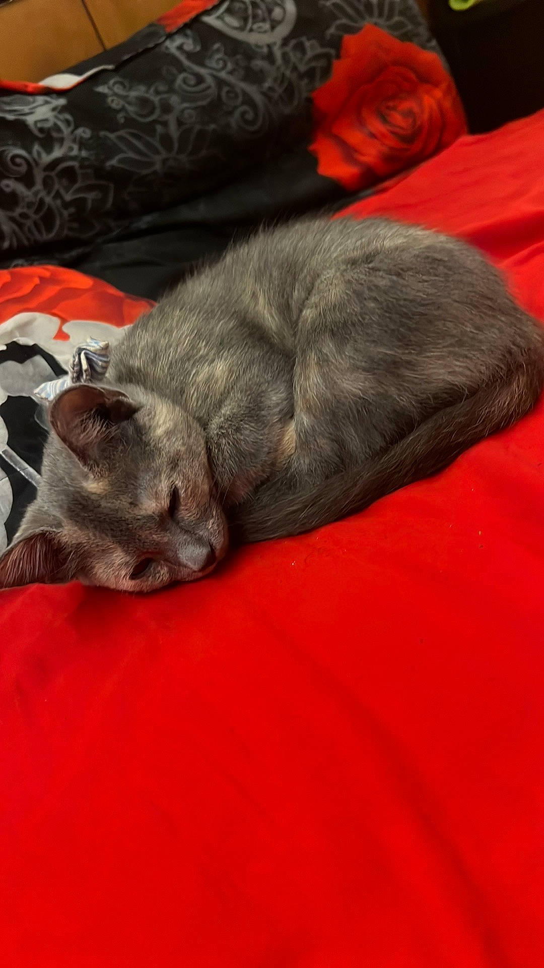 Casper is registered to the contest to win money with this photo: carmine, carnivore, cat, comfort, domestic_short_haired_cat, felidae, fur, grey, nap, russian_blue, sleep, small_to_medium_sized_cats, snout, tail, terrestrial_animal, whiskers