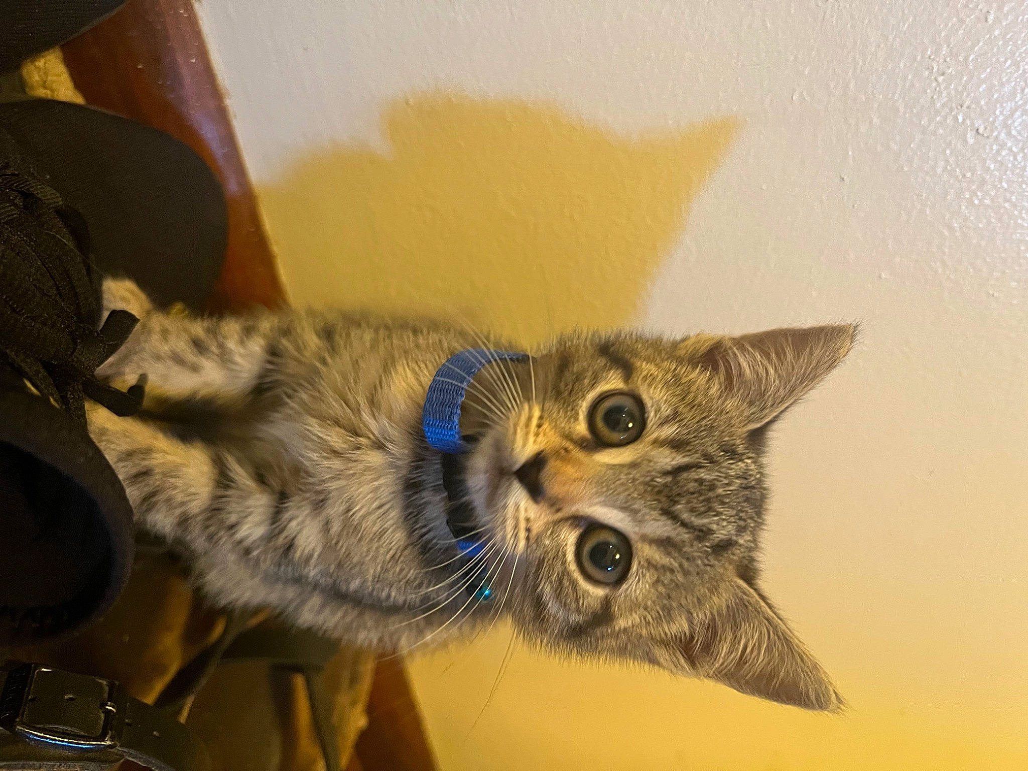 Eevee joined the competition — help win amazing prizes! art, carnivore, cat, claw, domestic_short_haired_cat, ear, eye, felidae, fur, paw, small_to_medium_sized_cats, snout, whiskers, wildlife