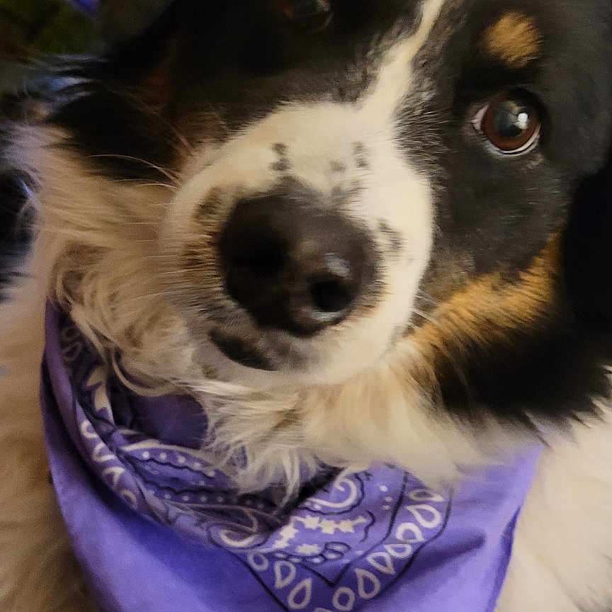 Piper is registered to the contest to win money with this photo: accessories, animal, bandana, canine, clothing, cockerspaniel, collie, couch, dog, formalwear, furniture, headband, hound, husky, pet, puppy, purple, scarf, strap, tie