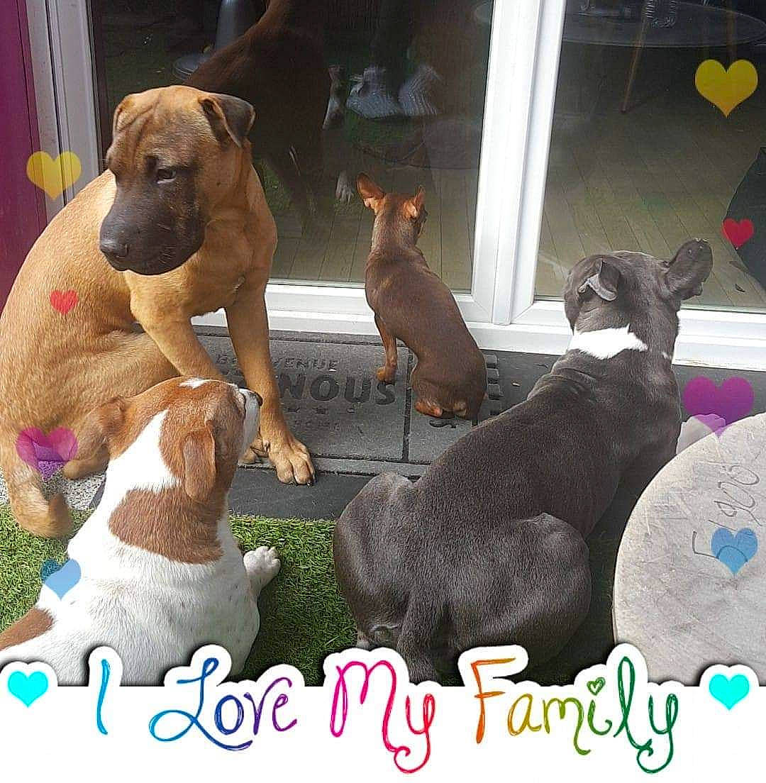 Snow participe au concours pour gagner de l'argent avec cette photo : american_pit_bull_terrier, black_mouth_cur, boerboel, boxer, canidae, carnivore, dog, dog_breed, fawn, fila_brasileiro, great_dane, guard_dog, mammal, molosser, non_sporting_group, photo_caption, puppy, rhodesian_ridgeback, vertebrate, working_dog