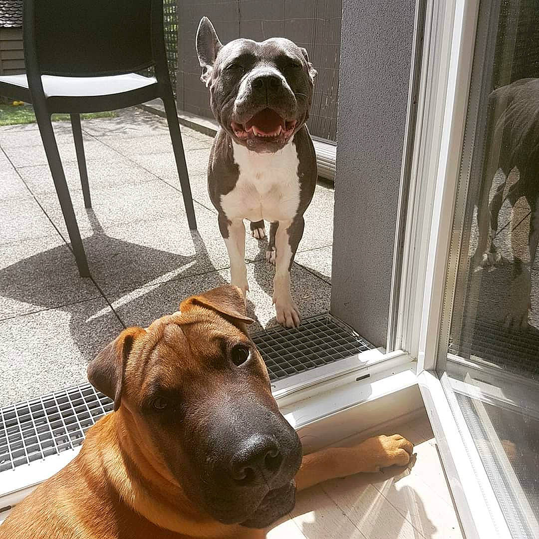 Snow a rejoint le concours — aidez-le/la à gagner de superbes lots ! american_bulldog, american_pit_bull_terrier, american_staffordshire_terrier, ancient_dog_breeds, bandog, canidae, carnivore, companion_dog, dog, dog_breed, ear, fawn, mammal, molosser, non_sporting_group, pit_bull, rare_breed_dog, snout, sporting_group, vertebrate