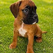 Bunky participe au concours pour gagner de l'argent avec cette photo : puppy, dog, brown, black_snout, grass, outdoor, young_dog, cute, pet, animal, sitting, canine, nature, fur, adorable, small, playful, eyes, ears, white_patch