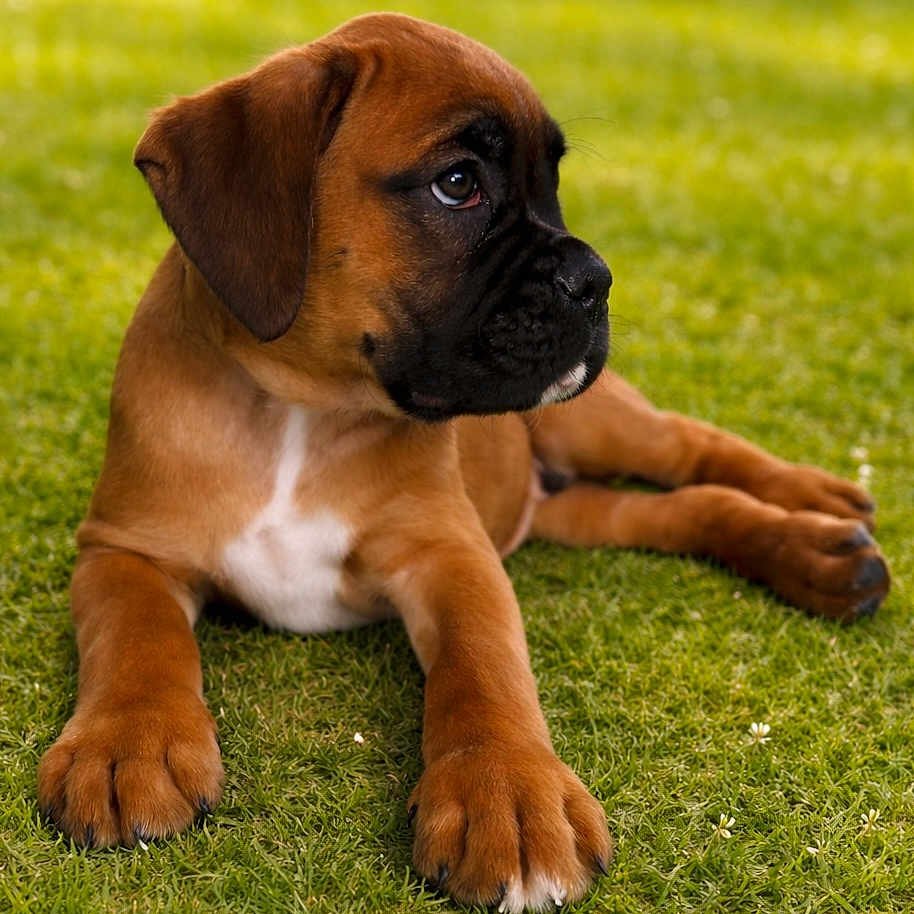 Bunky participe au concours pour gagner de l'argent avec cette photo : puppy, dog, grass, outdoor, brown, black, pet, animal, cute, young, lying_down, nature, ears, paws, fur, muzzle, portrait, relaxed, summer, daylight