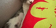 Rory is registered to the contest to win money with this photo: cat, kitten, sleeping, couch, pillow, red_pillow, gray_couch, cozy, indoor, pet, feline, relaxed, cute, domestic_animal, whiskers, soft_fabric, resting, close_up, comfort, home
