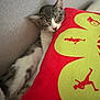 cat, kitten, sleeping, couch, pillow, red_pillow, gray_couch, cozy, indoor, pet, feline, relaxed, cute, domestic_animal, whiskers, soft_fabric, resting, close_up, comfort, home