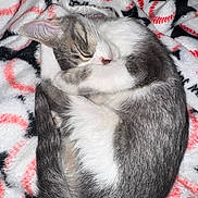 Rory joined the competition — help win amazing prizes! cat, sleeping, curled_up, gray_and_white, feline, pet, cozy, blanket, soft_texture, indoor, resting, cute, fur, animal, whiskers, tail, nap, peaceful, domestic_cat, close_up