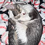 cat, sleeping, curled_up, gray_and_white, feline, pet, cozy, blanket, soft_texture, indoor, resting, cute, fur, animal, whiskers, tail, nap, peaceful, domestic_cat, close_up