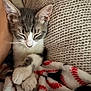 Rory is registered to the contest to win money with this photo: kitten, cat, sleeping, blanket, knit_blanket, fleece_blanket, cozy, cute, pet, indoor, resting, nap, fur, whiskers, paw, relaxed, closeup, adorable, soft, comfort