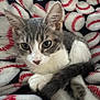 Rory joined the competition — help win amazing prizes! kitten, cat, gray, white, fur, blanket, pattern, baseball, soft, cozy, cute, pet, animal, indoor, resting, curious, paws, tail, closeup, young
