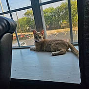 Daisy joined the competition — help win amazing prizes! cat, windowsill, window, screen, outdoor_view, parking_lot, trees, daylight, indoor, pet, feline, collar, orange_cat, resting, curious, animal, domestic, quiet, relaxing, sunlight