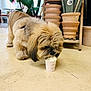 Bella participe au concours pour gagner de l'argent avec cette photo : animal, brown, cafe, chair, cozy, cream, cream_color, cup, dog, floor, fluffy, furry, indoor, mug, pet, plant_pots, relaxing, small, table, whiskers