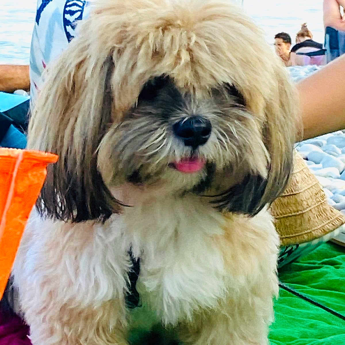Bella a rejoint le concours — aidez-le/la à gagner de superbes lots ! animal, beach, blanket, colorful, companion, cute, dog, fluffy, friendly, fur, leisure, nature, outdoor, pet, playful, relaxing, sitting, small_dog, summer, tongue