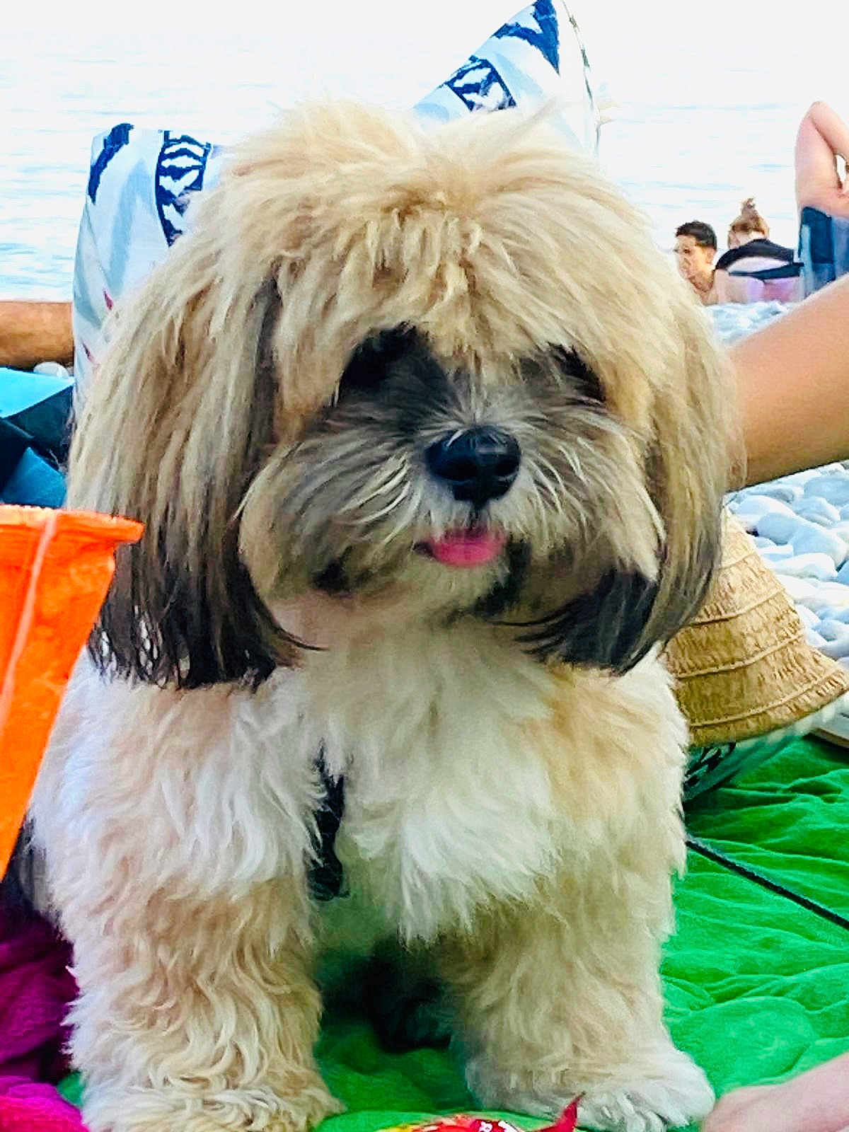 Bella