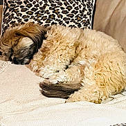 Bella a rejoint le concours — aidez-le/la à gagner de superbes lots ! animal, beige, brown, comfort, companion, couch, cozy, curled_up, dog, fluffy, fur, home, indoor, leopard_print, pet, pillow, relaxing, resting, sleeping, tail