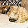 animal, beige, brown, comfort, companion, couch, cozy, curled_up, dog, fluffy, fur, home, indoor, leopard_print, pet, pillow, relaxing, resting, sleeping, tail