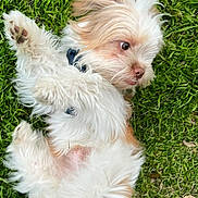 Kilo joined the competition — help win amazing prizes! animal, canine, collar, cute, dog, fluffy, fur, grass, green, nature, outdoor, paw, pet, playful, relaxed, rolling, small_dog, summer, tan, white